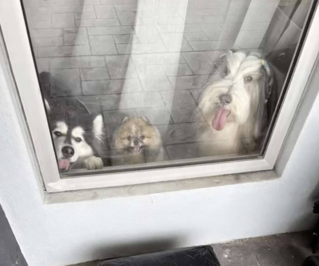 飼い主は配達員から送られてくる愛犬の画像が大好きだった