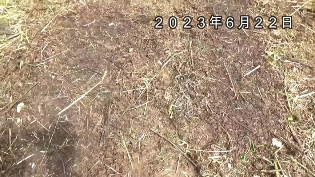 実験も兼ねて草を地際でカット