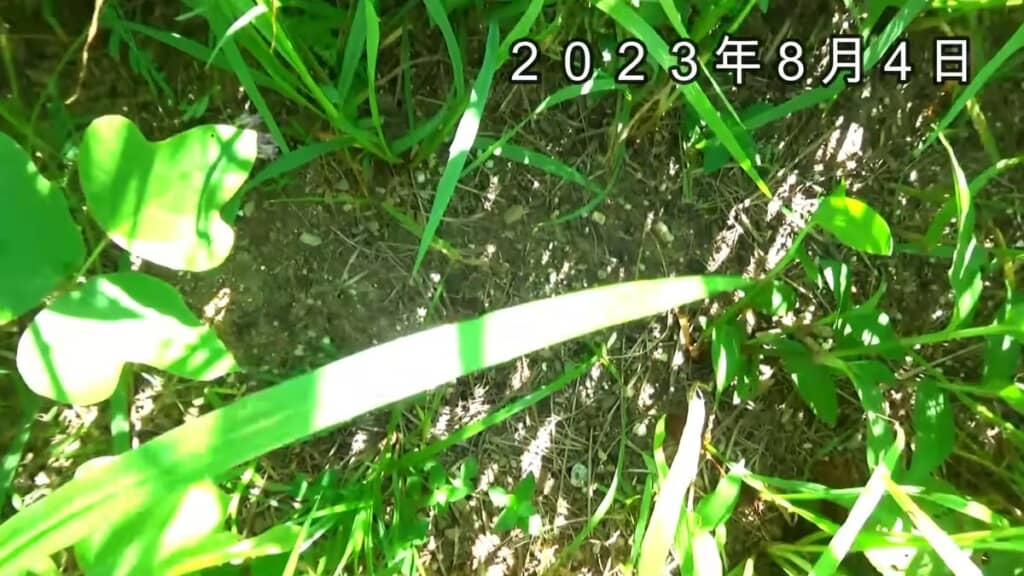 周囲は草に覆われるも、処置を施した部分だけは草が生えていない