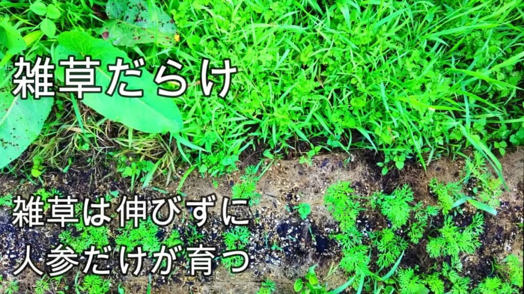 雑草だらけの画面上側とニンジンだけが育っている画面下側