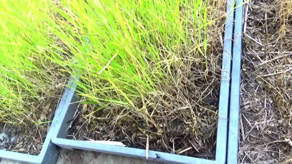 パレット内の土台で育った麦