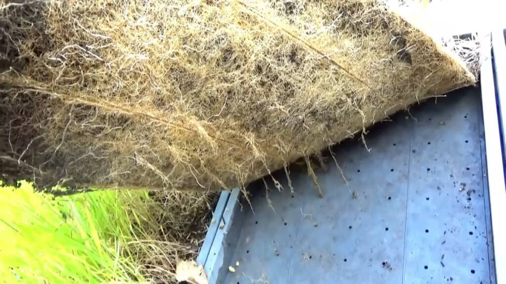 麦の根が複雑に絡み合ってできた草の根マルチ