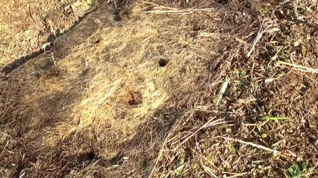 地面に敷設して穴をあけた草の根マルチ