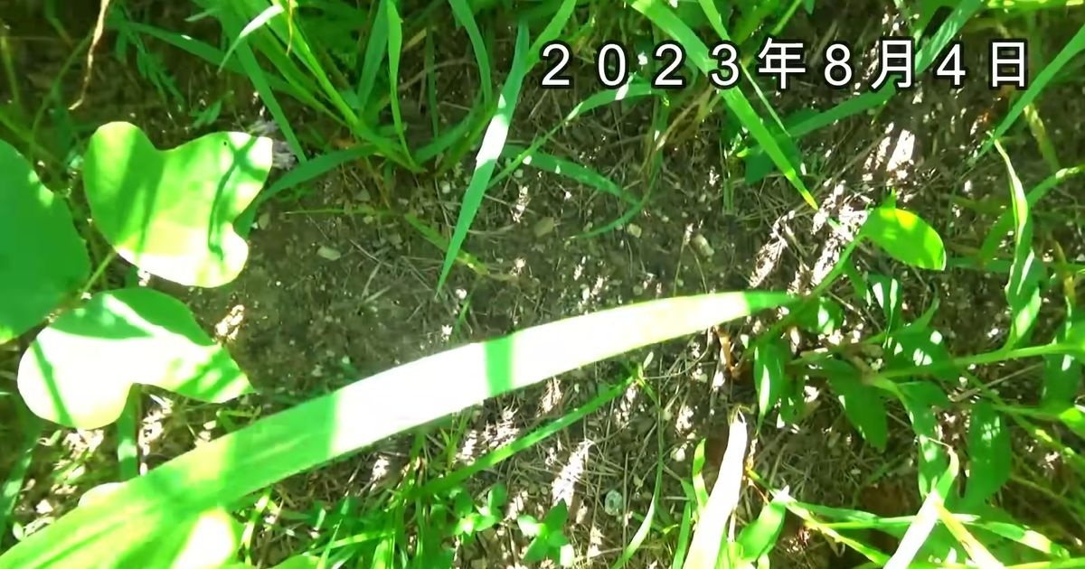 雑草対策で“草の根っこ”を地面にびっしり敷いたら、1カ月半後……　「世界がひっくり返る」驚きの結果が468万再生（1/3） | ライフハック ねとらぼ