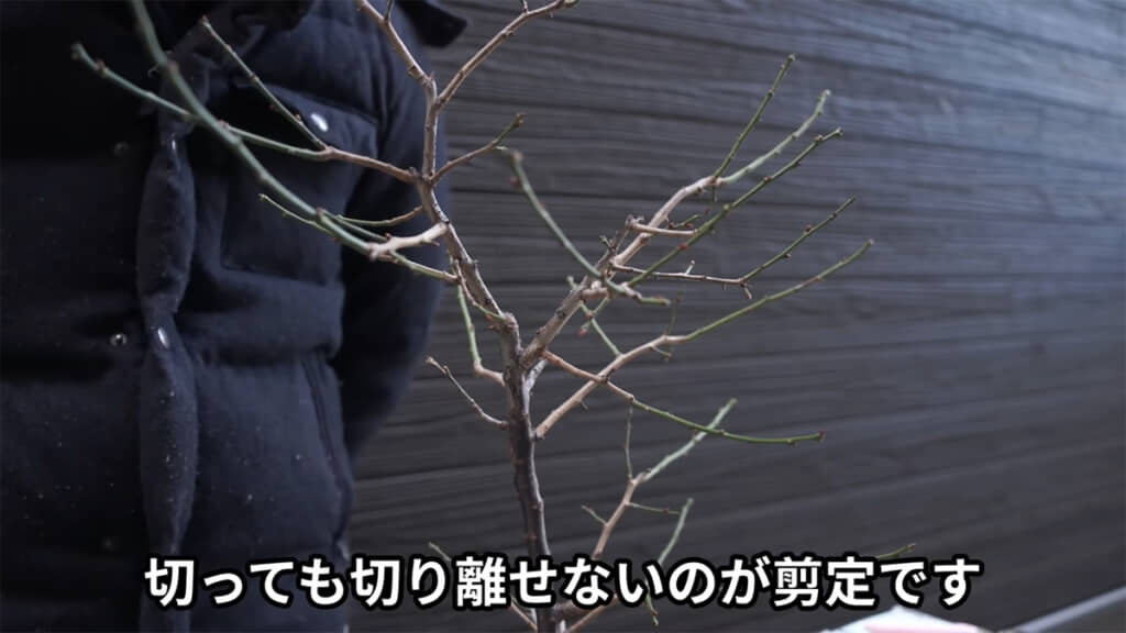 剪定は家庭菜園とは切っても切り離せない存在です