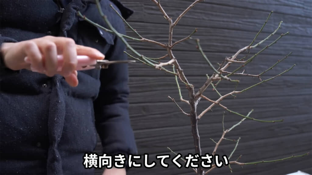 剪定バサミは横向きに持ちます