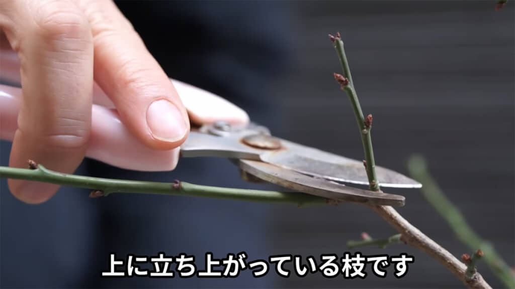 立ち枝は切ってしまいましょう