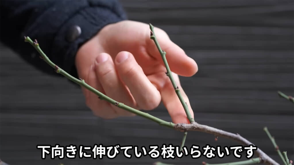 下向きの枝も不要です