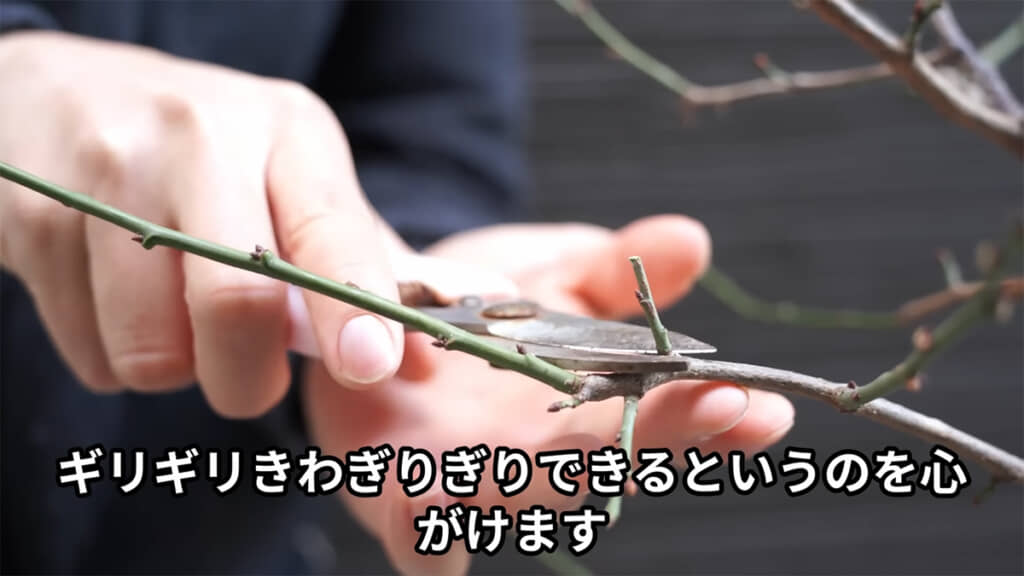 枝を切る際は際ギリギリで