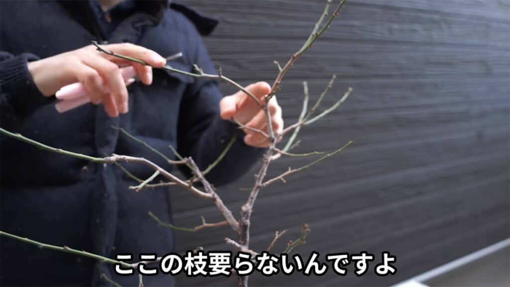 上の長い枝は不要とのこと