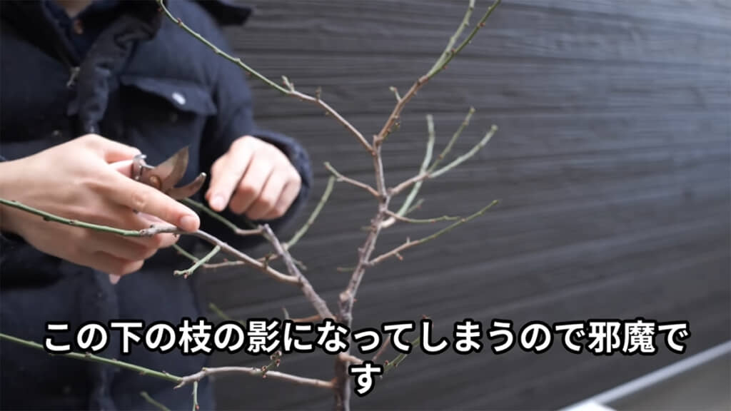 他の枝とケンカしてしまうのですね