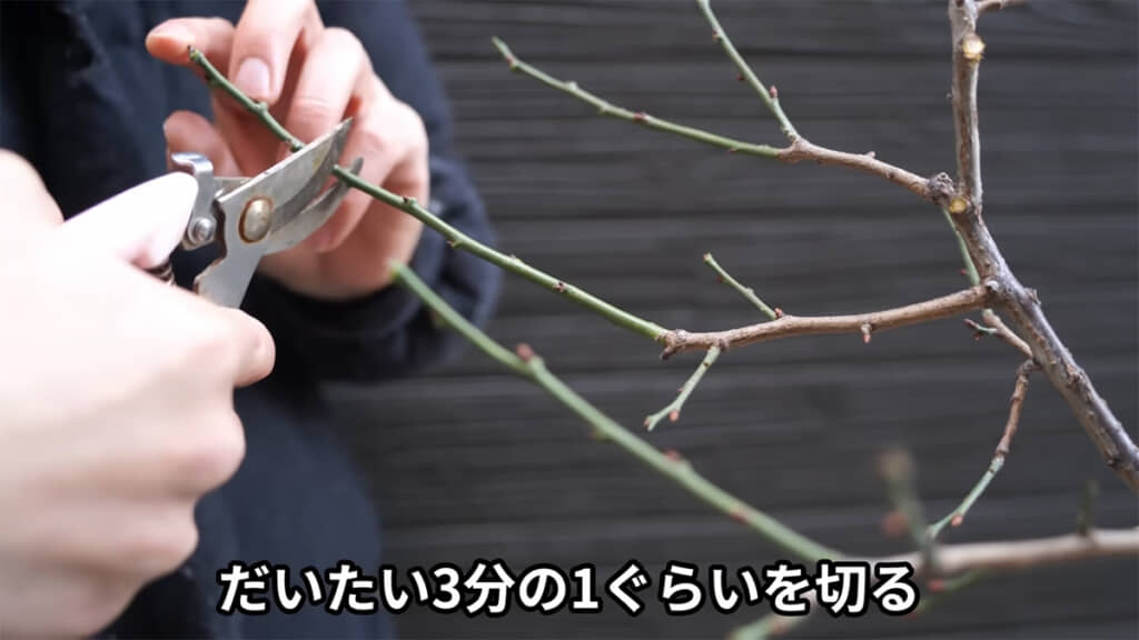 長い枝は3分の1くらいで切ります