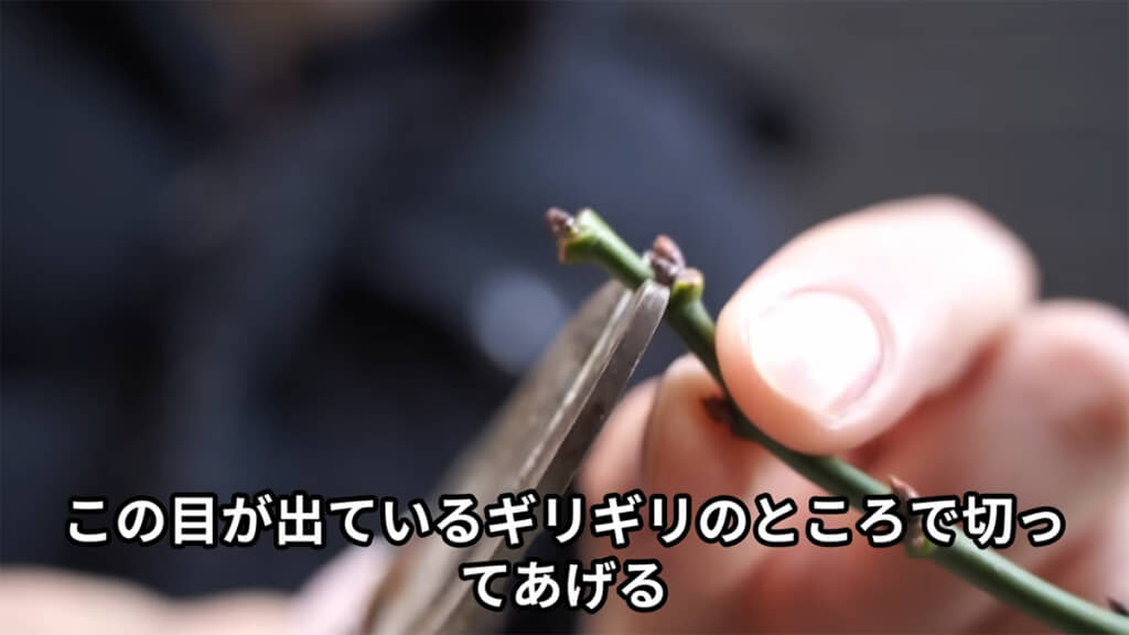 芽の出ているギリギリのところを切ります