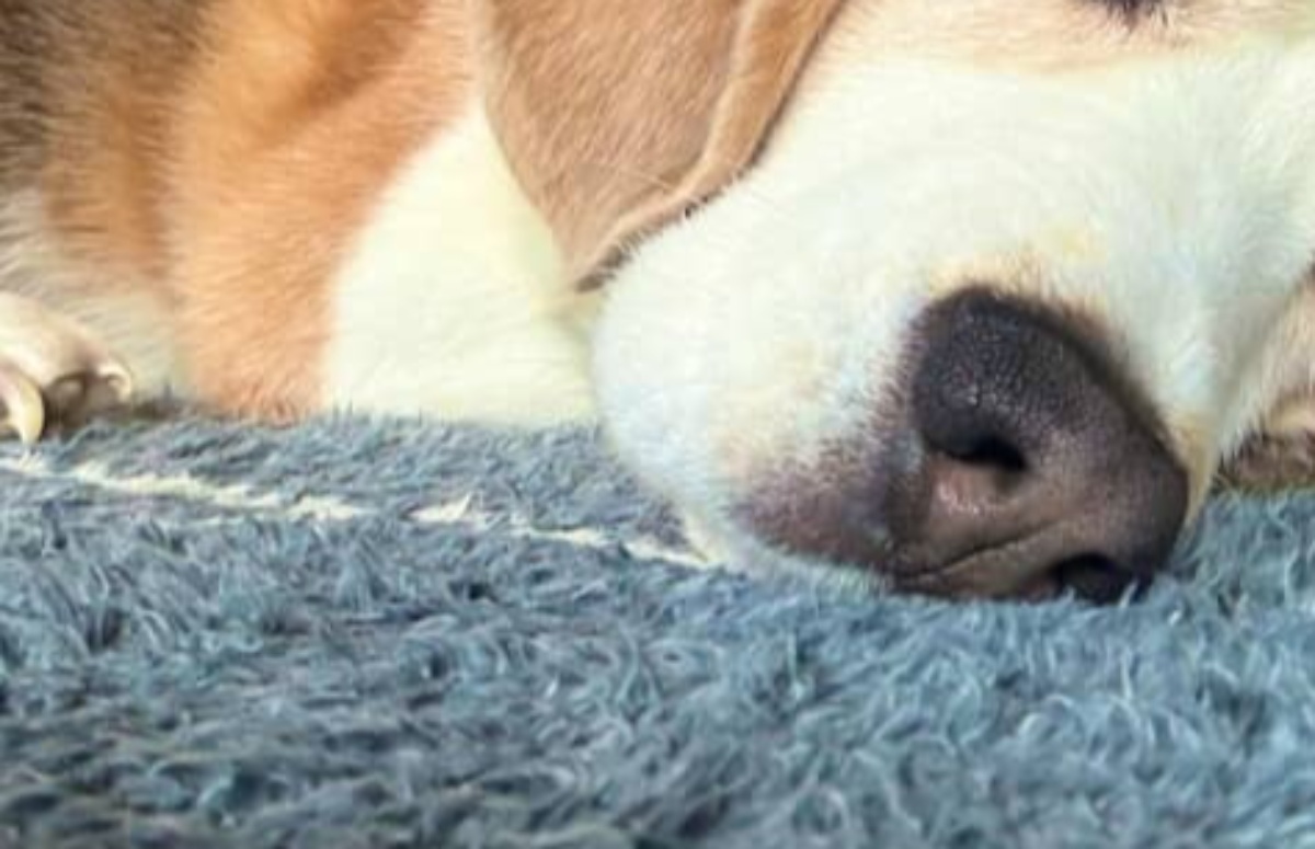 「長澤まさみのポジ、行けそう」ふと愛犬を撮ってみたら……「完全に一致」 “まさかの光景”が430万表示「目力すご」「ドキッとする」(1/2) | 犬 ねとらぼ