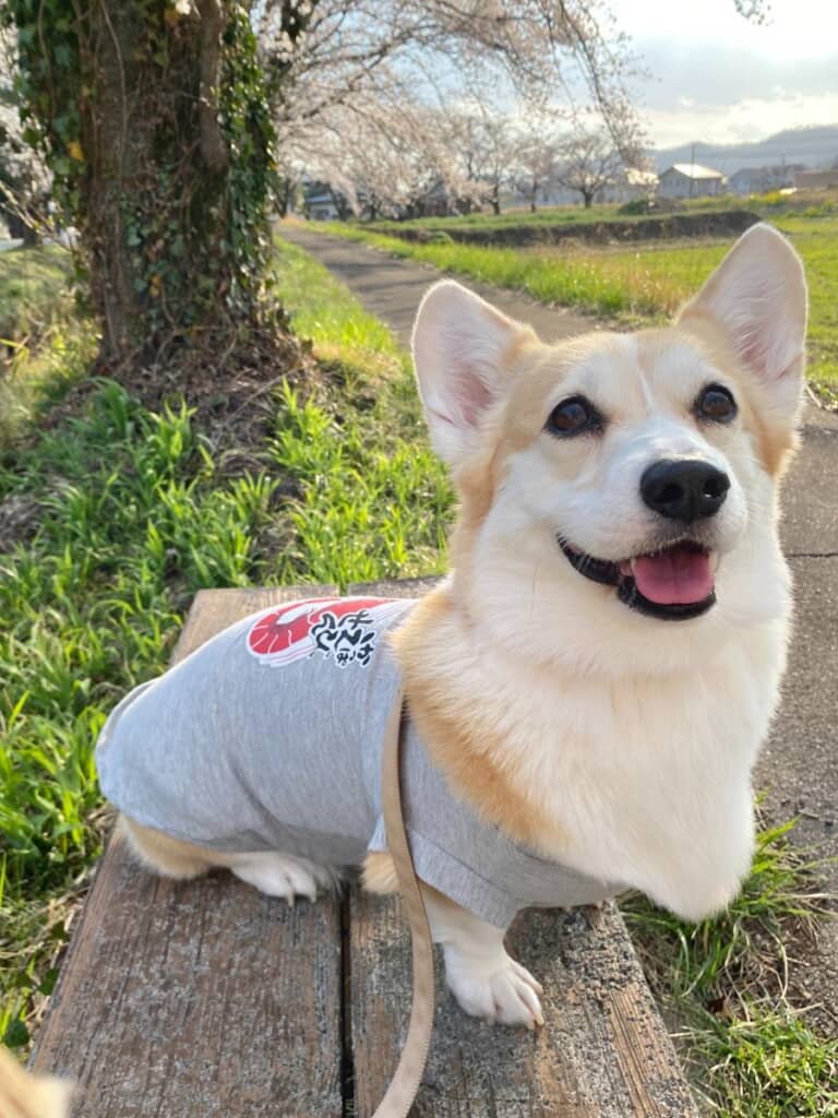 おじさんに「えびせん！！」と言われたワンコ