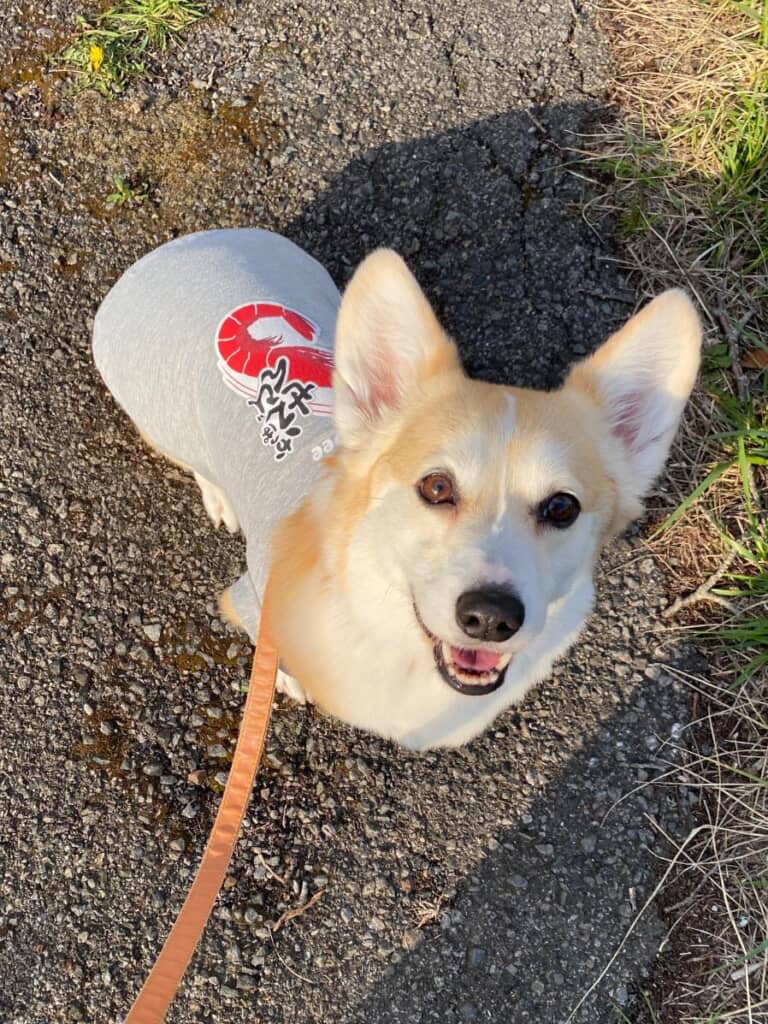 「かっぱえびせん」のプリントが施されたお洋服