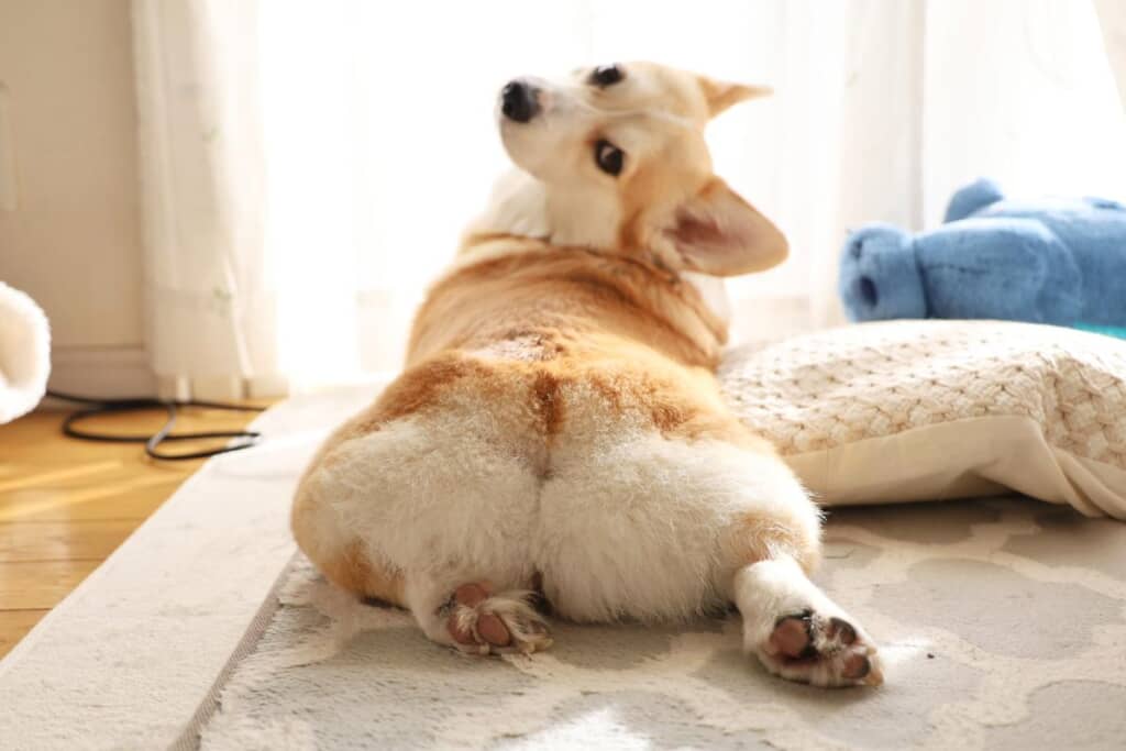 かわいいを放出中