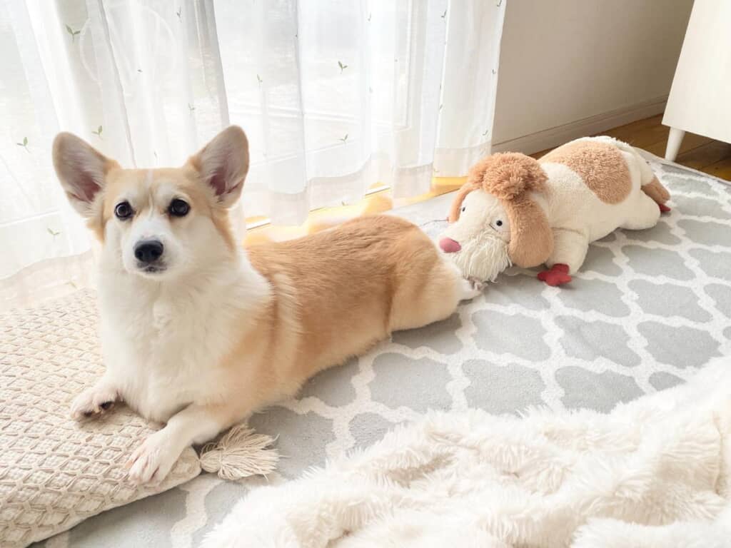 わんわん列車出発します