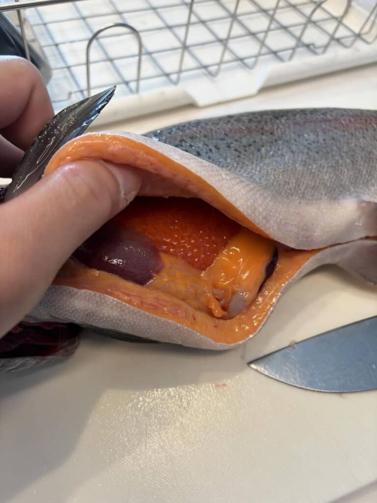 みらいサーモンの体をさばく様子