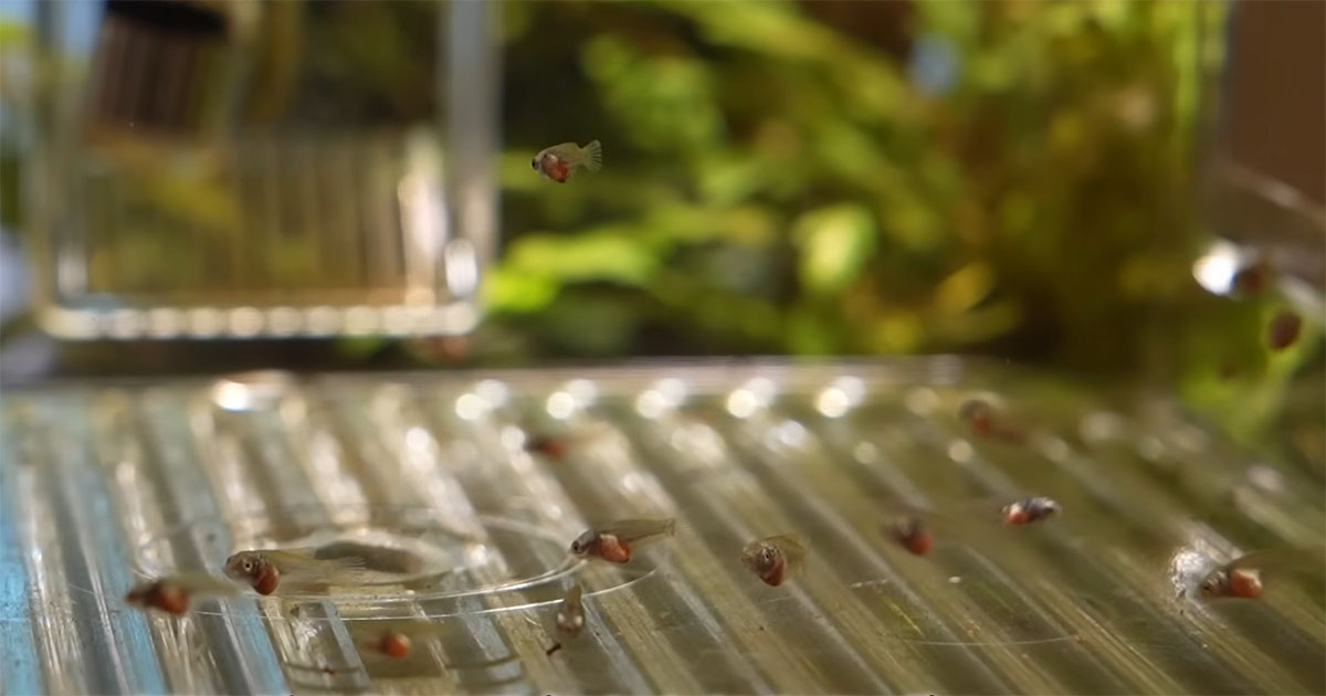 “青い金魚”2匹を9000円で購入→卵を育ててみると…… とんでもない成長ぶりに「綺麗ですね!」「憧れます」(1/3) | その他生き物 ねとらぼ