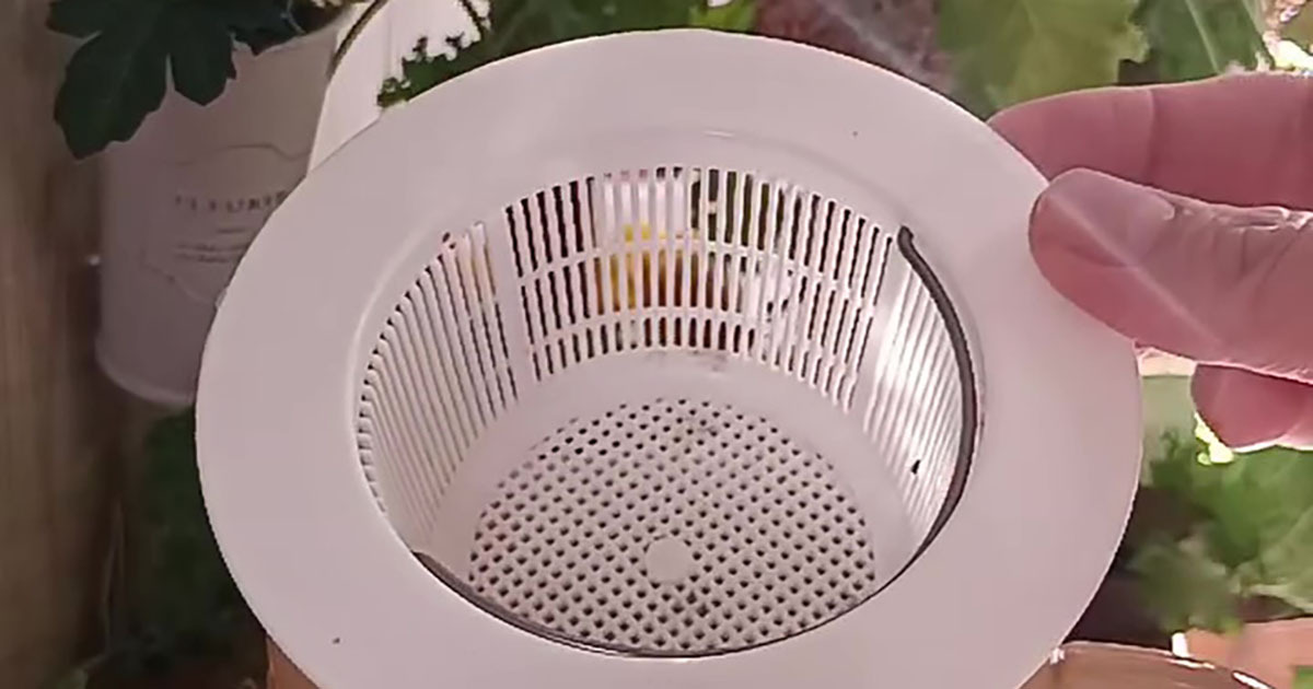 セリアの排水カゴ→“じゃない使い方”をしたら……　2カ月後の収穫に「この使い方あったか！」「天才」（1/3） | ライフスタイル ねとらぼ