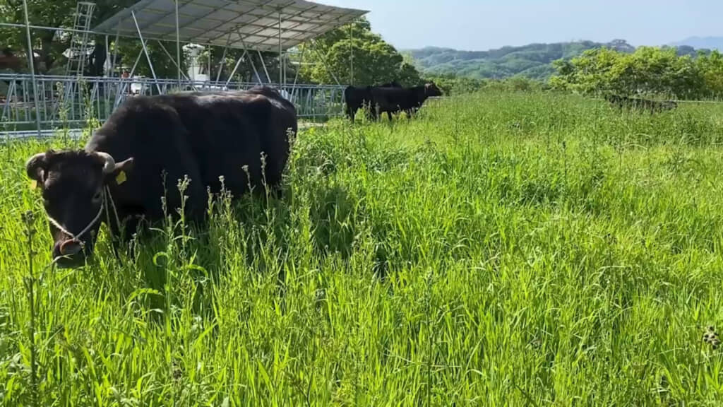 放牧して間もないころ