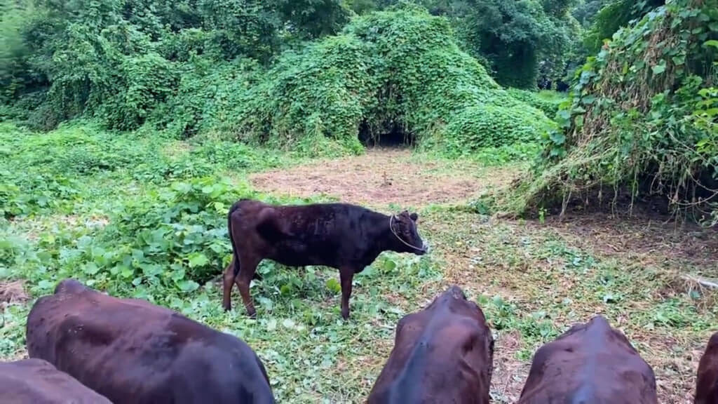 牛たちの運動場が完成したころの光景