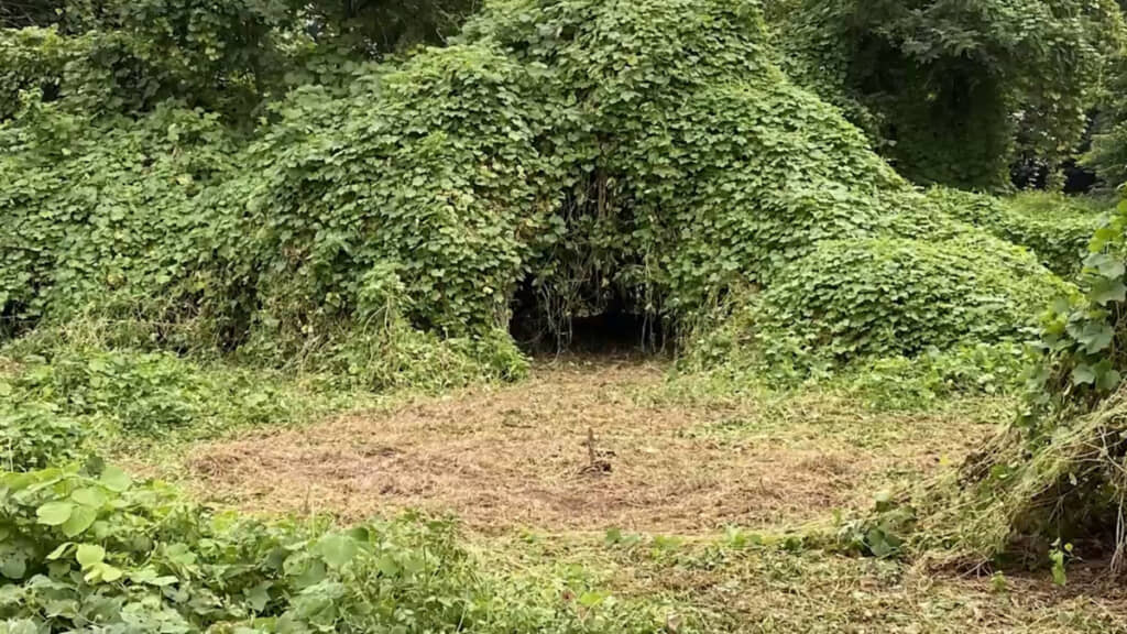 草木でできた“かまくら”の迫力よ……！