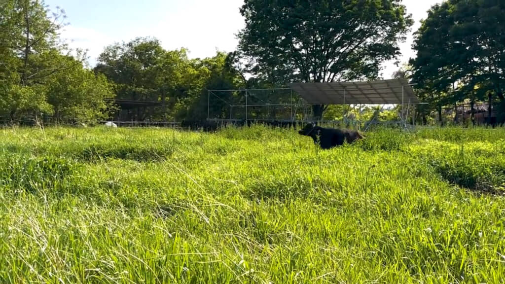 数日がたったころ