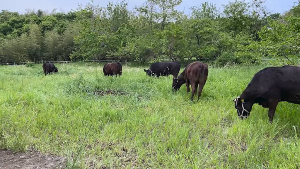 牛たちが毎日むしゃむしゃと食べ続け……