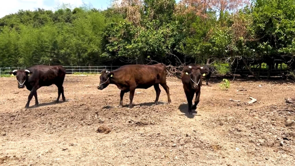 放牧から約1カ月後の様子。これが牛の草刈り能力……！