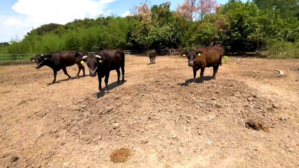 雑草がなくなってきれいな状態に
