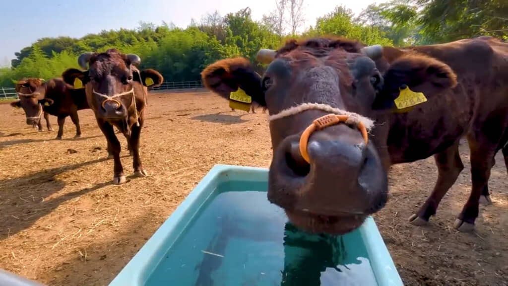 草刈りおつかれさまでした！