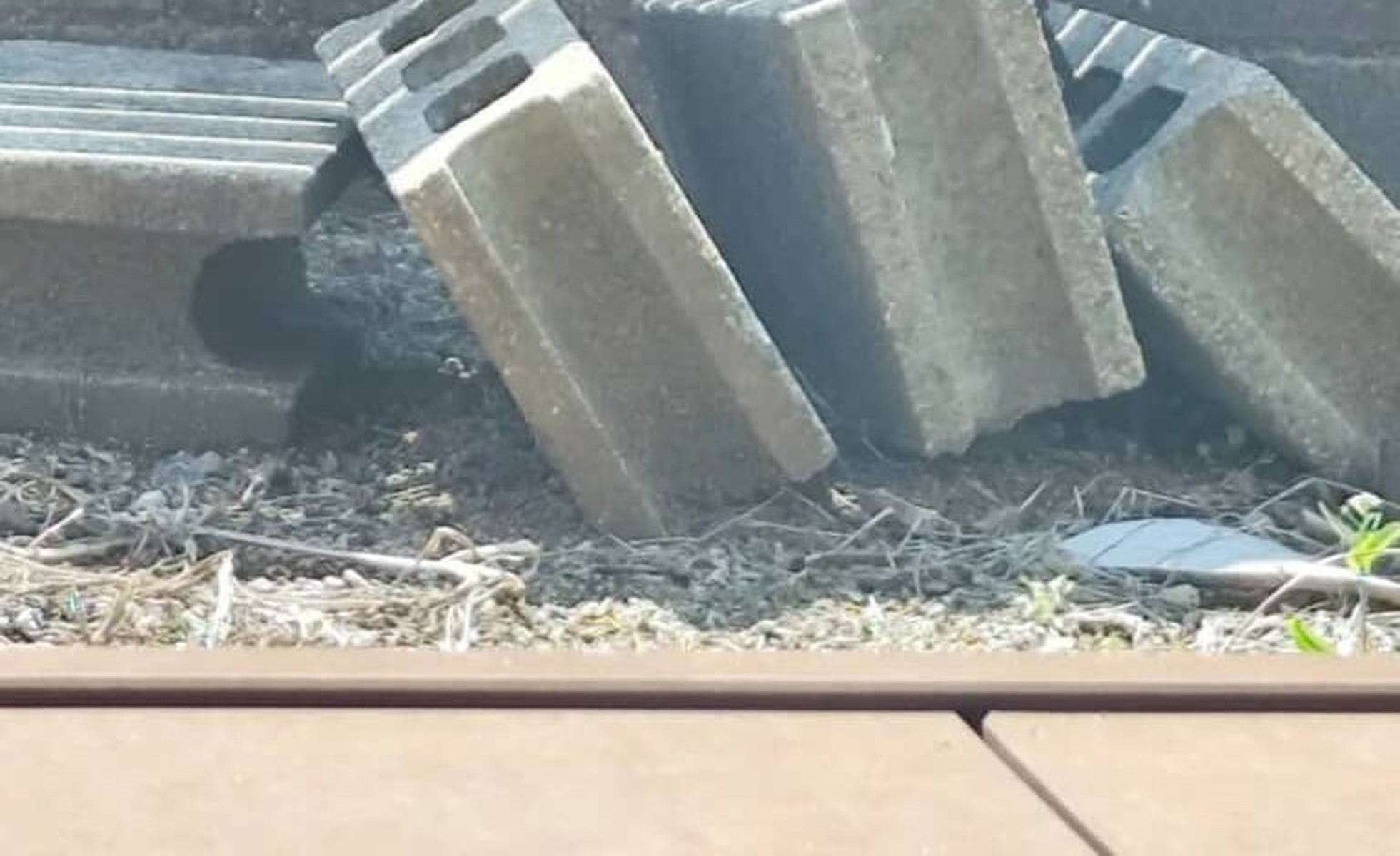 「ニュースで放送されるやつ」自宅庭に“目を疑う生き物”が…… 「都会に出没!?」「これリアルですか?」と衝撃呼ぶ(1/3) | ライフスタイル ねとらぼ