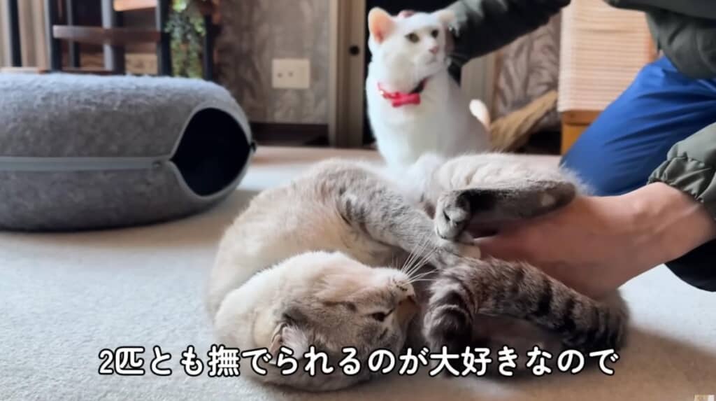 なでられるのが大好きな2匹
