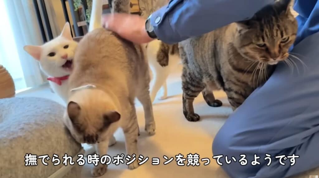 どちらが先になでられるかポジション争いが勃発