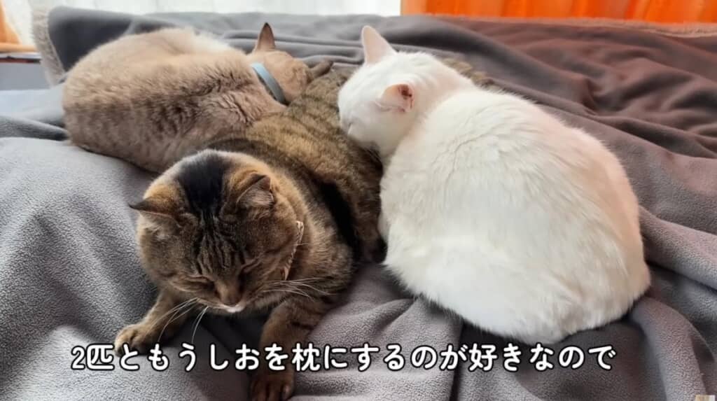 2匹ともうしおくんをまくらにするのが大好き