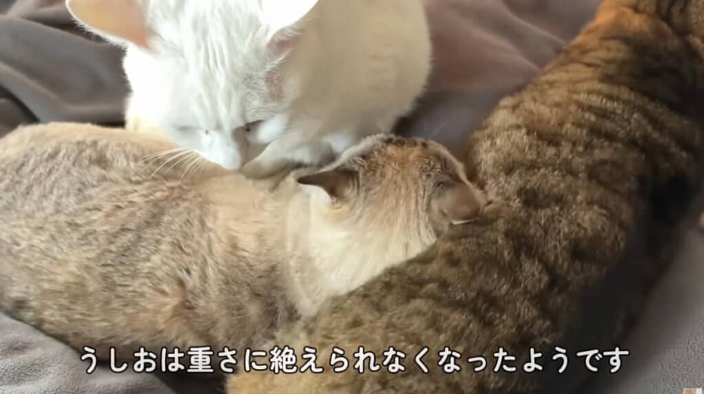 重くてうしおくんは移動してしまいます