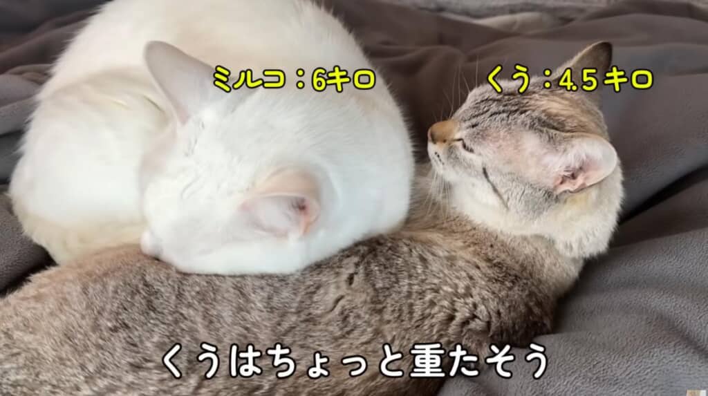 仕方なく、ミルコくんはくうくんをまくらに