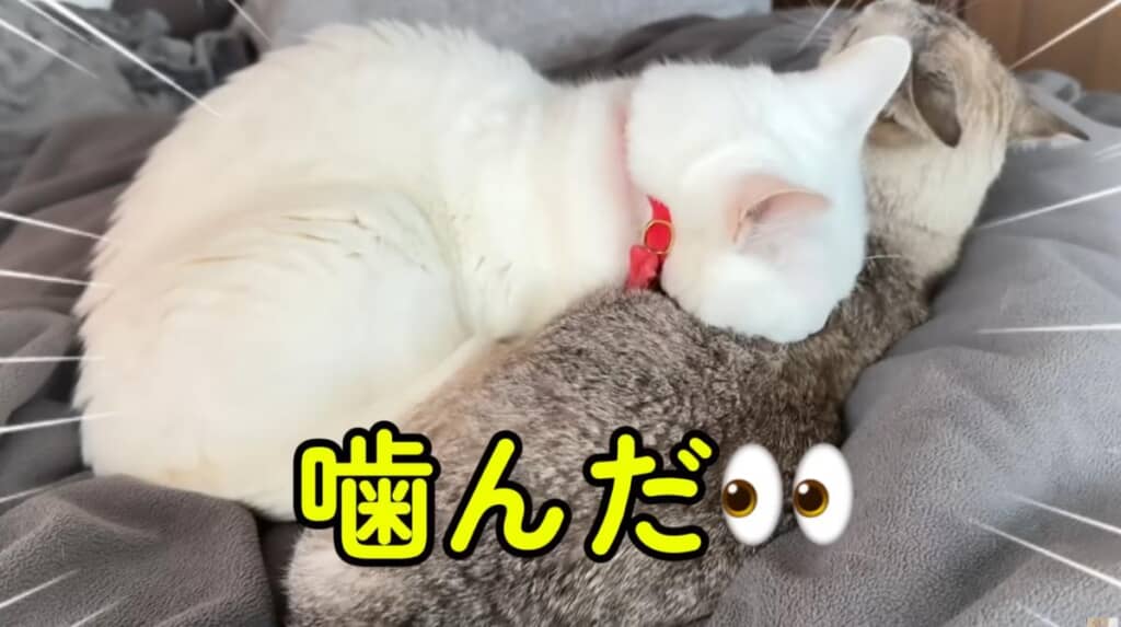 抜け出そうとするくうくんを噛んで止めた!?