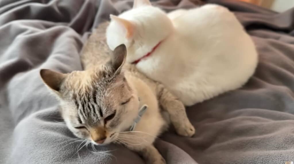 嫌そうな表情でまくらになるくうくん