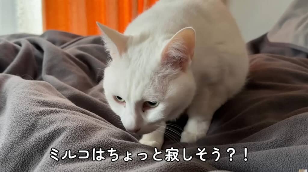 くうくんに逃げられて少し寂しそうなミルコくん