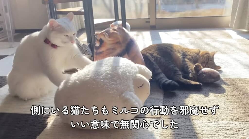 年を重ねて穏やかな性格になったミルコくん