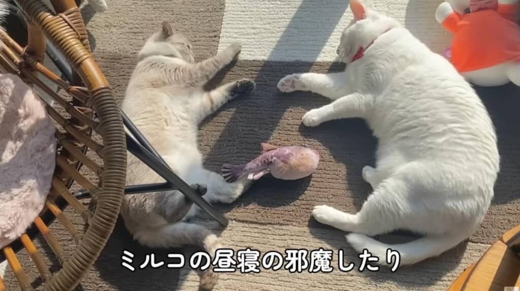 くうくんがやって来てミルコくんは若返ったそうです