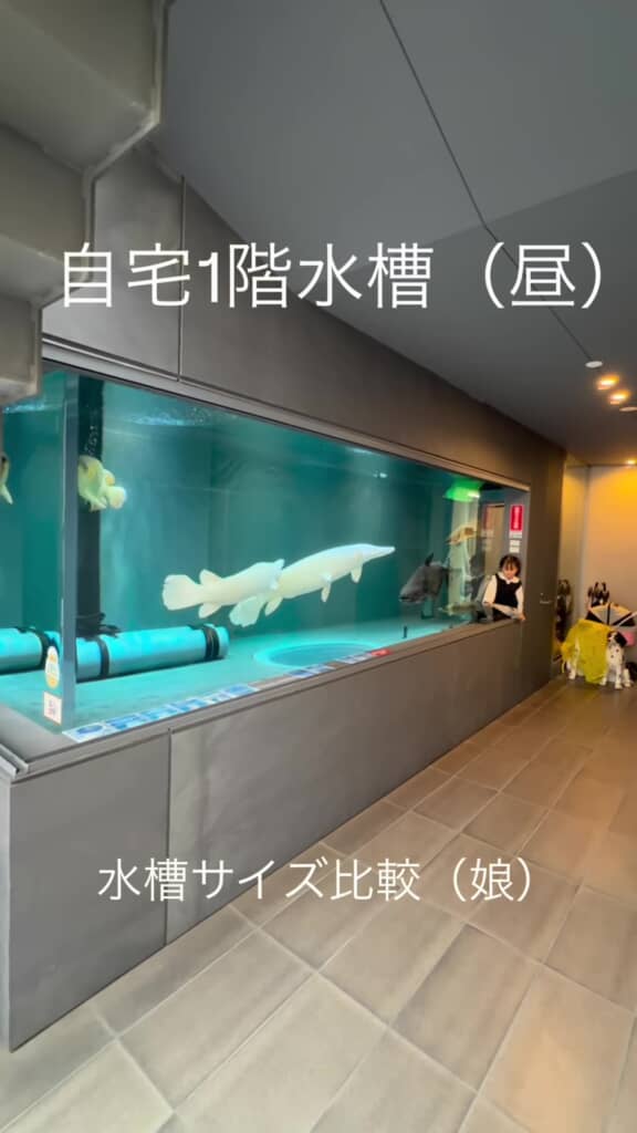 自宅1階の水槽