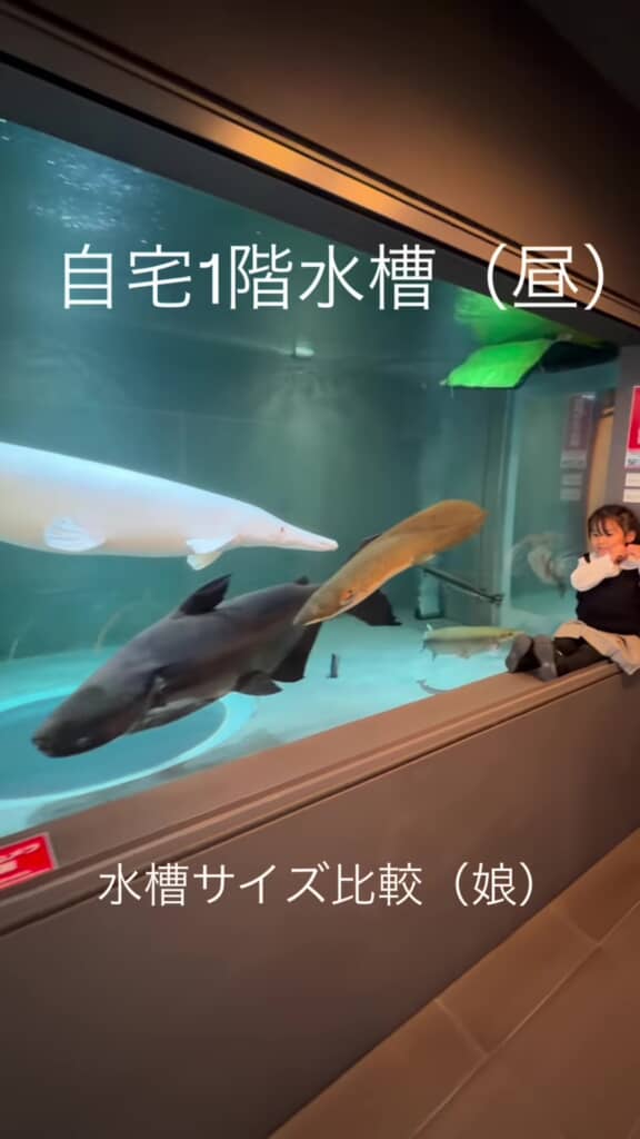 自宅の水槽と娘さん