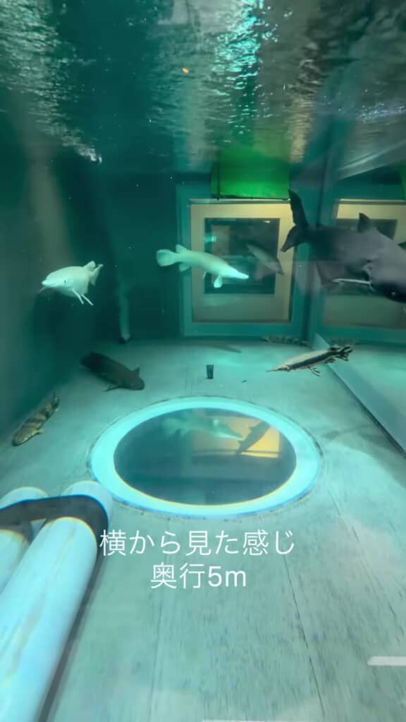 水槽を横から見たところ