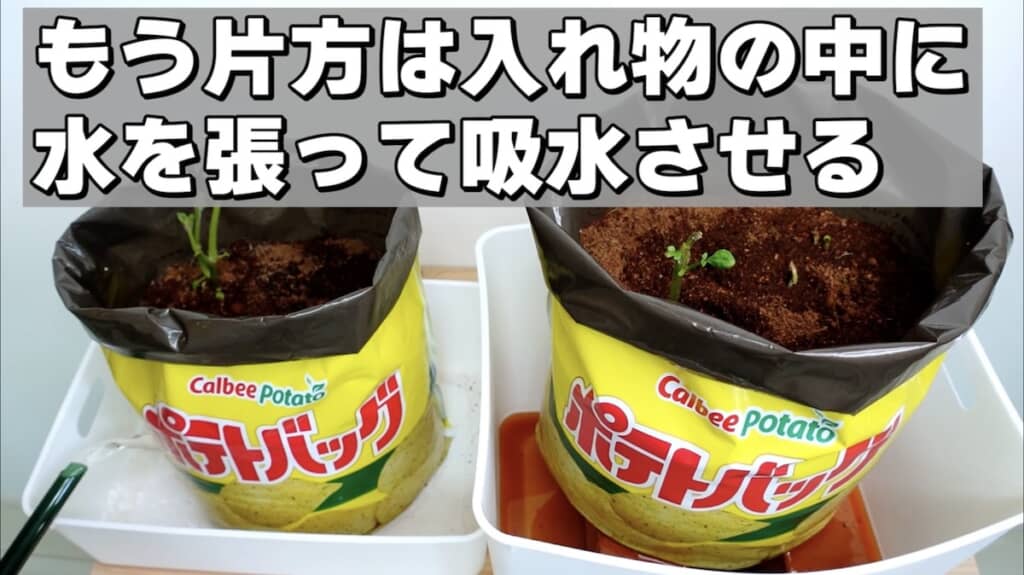 2つのバッグを用意し、別の水やりの方法で育てていきます