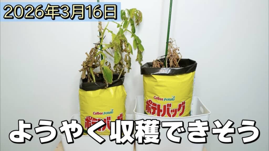 2度目の収穫！　苗は給水させたほう（左）のほうが大きい