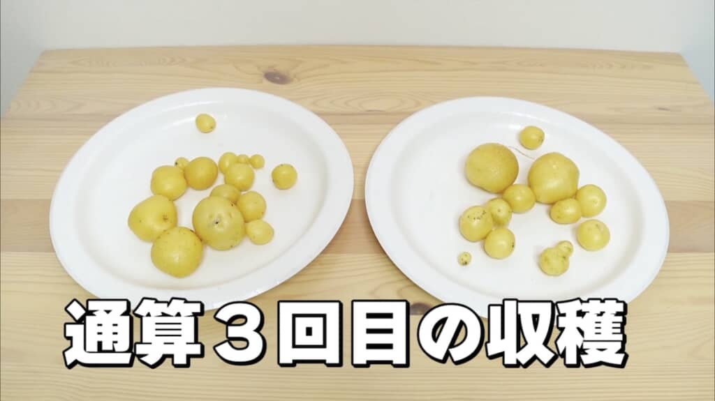 ついに食べられるサイズのじゃがいもを収穫！